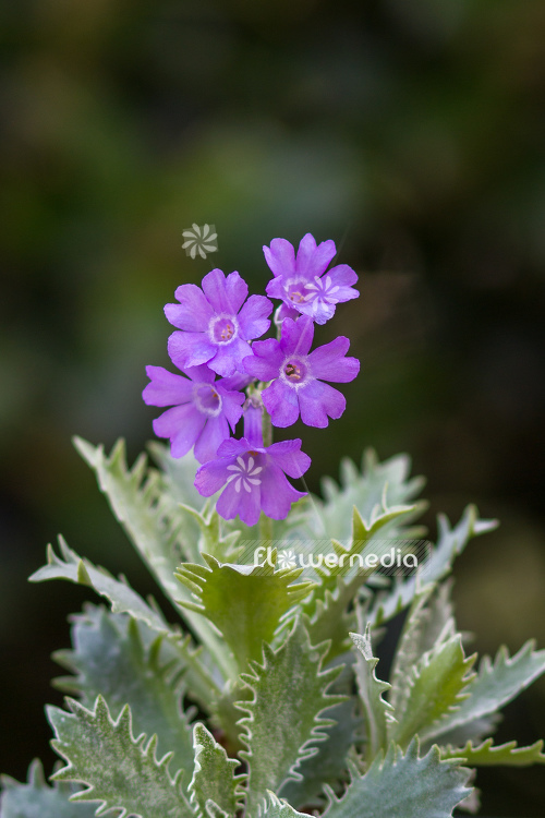 Primula marginata 'Laciniata' - Silver-edged primrose (104476)