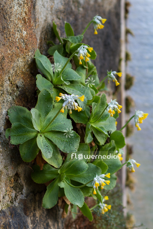 Primula palinuri - Primrose (104478)