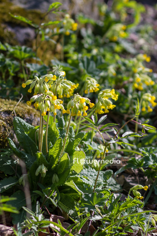Primula veris - Common cowslip (104492)
