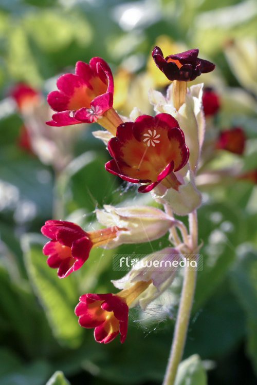 Primula veris 'Sunset Shades' - Red-flowered cowslip (104497)