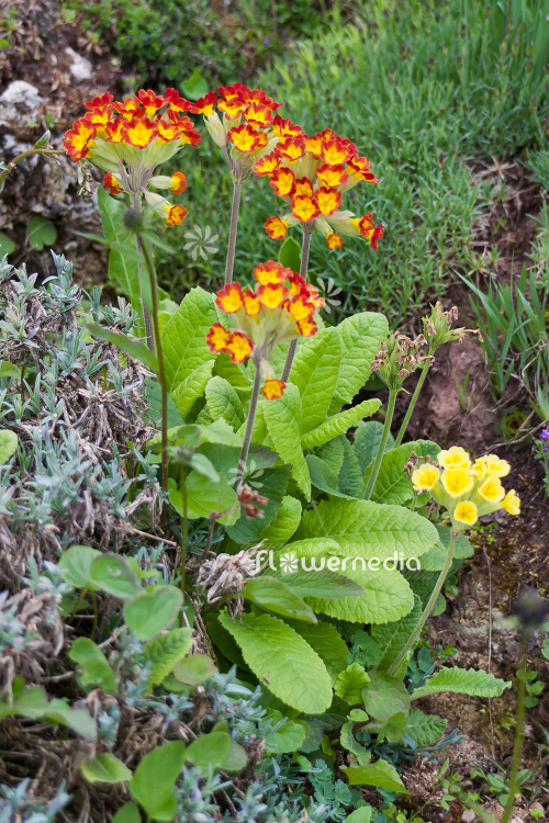 Primula veris 'Sunset Shades' - Red-flowered cowslip (104498)