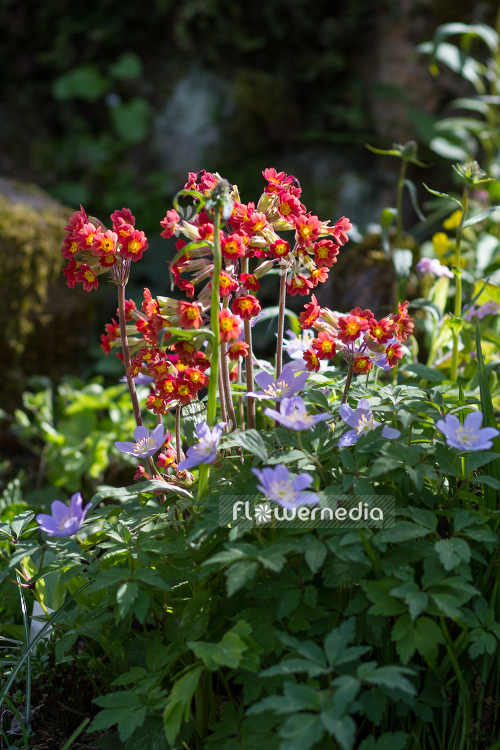 Primula veris 'Sunset Shades' - Red-flowered cowslip (104499)
