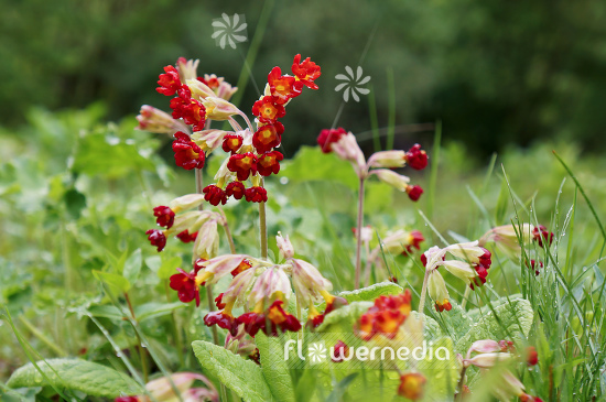 Primula veris 'Sunset Shades' - Red-flowered cowslip (104500)