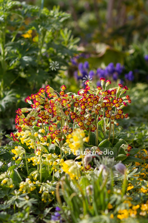 Primula veris 'Sunset Shades' - Red-flowered cowslip (105555)