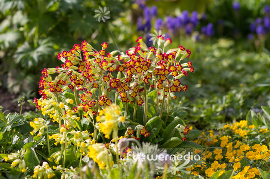 Primula veris 'Sunset Shades' - Red-flowered cowslip (105556)
