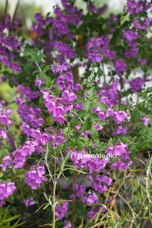 Prostanthera rotundifolia - Round-leaved mint bush (104562)