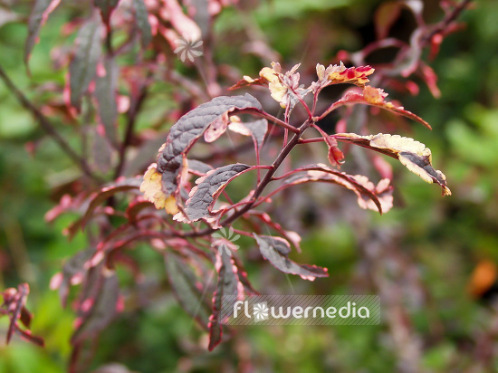 Prunus cerasifera 'Hessei' - Cherry plum (101602)