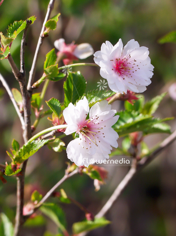 Prunus incisa 'February Pink' - Fuji cherry (101604)