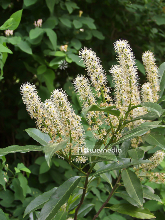 Prunus laurocerasus - Cherry laurel (101605)
