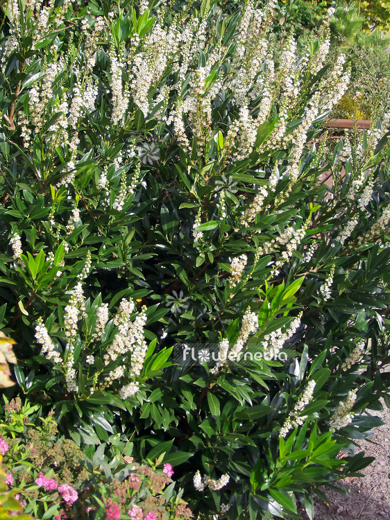 Prunus laurocerasus 'Otto Luyken' - Cherry laurel (101606)