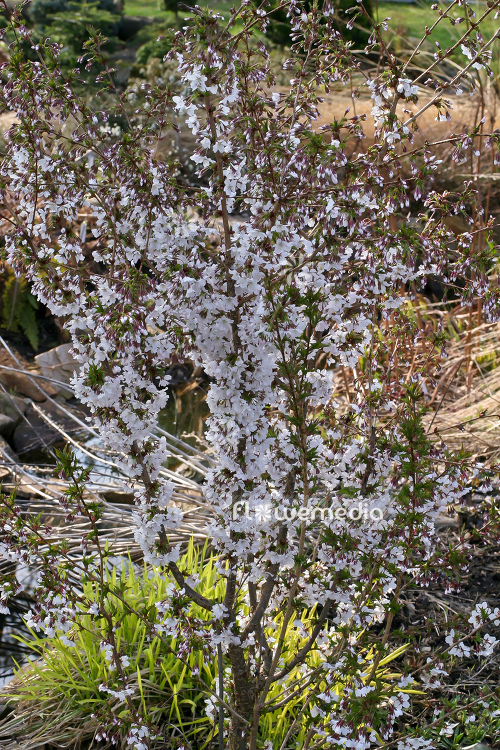 Prunus nipponica var. kurilensis 'Ruby' - Japanese alpine cherry (104512)