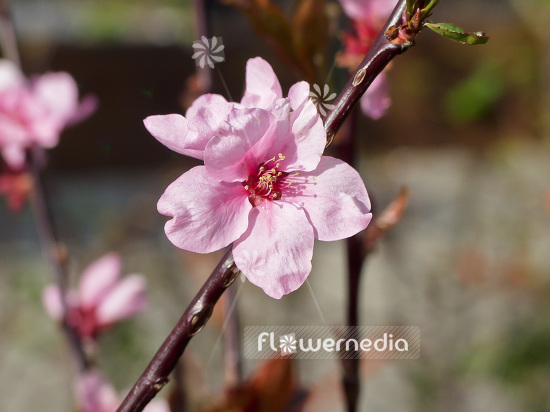 Prunus persica 'Spring Glory' - Peach (101609)