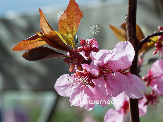 Prunus persica 'Spring Glory' - Peach (101610)