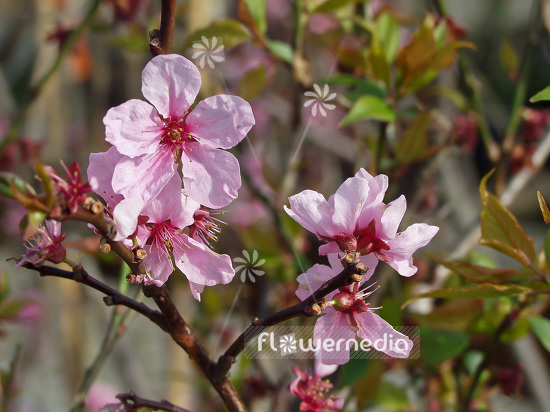 Prunus persica 'Spring Glory' - Peach (101611)