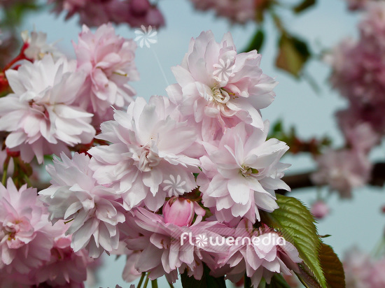 Prunus serrulata 'Shidare-zakura' - Japanese Cherry (101614)