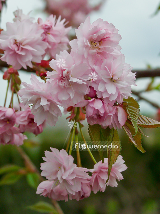 Prunus serrulata 'Shidare-zakura' - Japanese Cherry (101615)