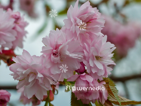 Prunus serrulata 'Shidare-zakura' - Japanese Cherry (101616)