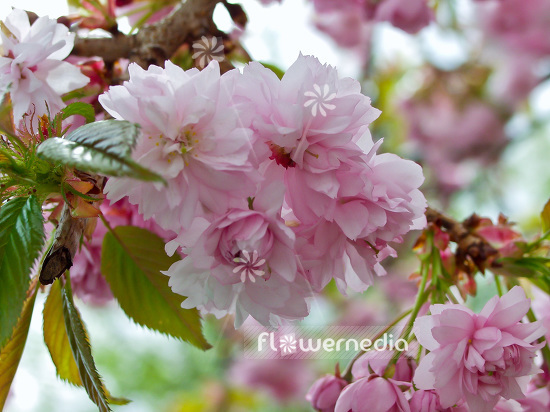 Prunus serrulata 'Shidare-zakura' - Japanese Cherry (101617)
