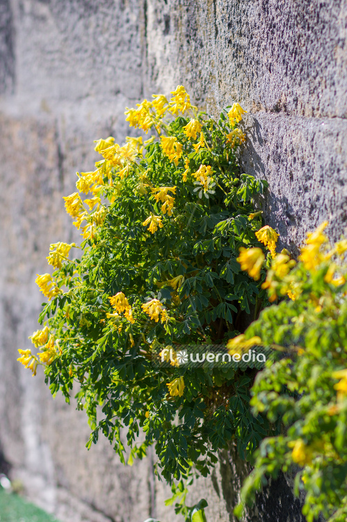 Pseudofumaria lutea - Yellow corydalis (104516)