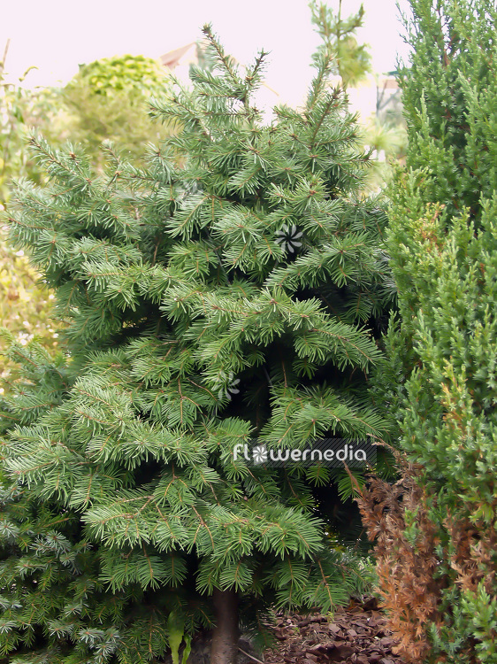 Pseudotsuga menziesii 'Fletcheri' - Douglas fir (101620)