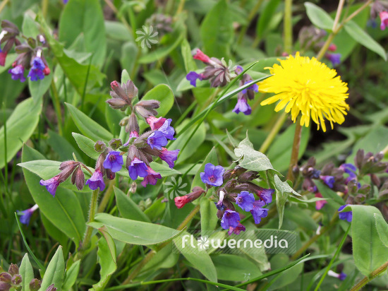 Pulmonaria angustifolia - Narrow-leaved lungwort (101621)