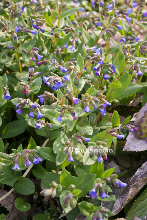 Pulmonaria 'Mawsons Blue' - Lungwort (104518)