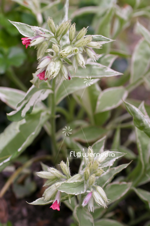 Pulmonaria rubra 'David Ward' - Red lungwort (104519)