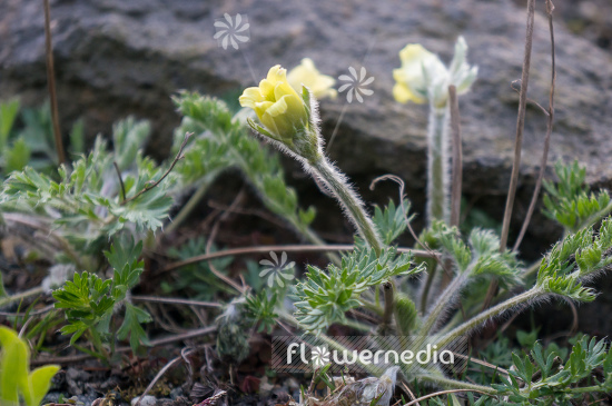 Pulsatilla albana - Pasque flower (104525)