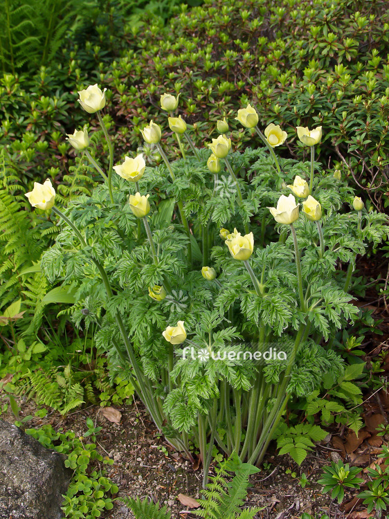 Pulsatilla alpina ssp. sulphurea - Alpine pasqueflower (101623)