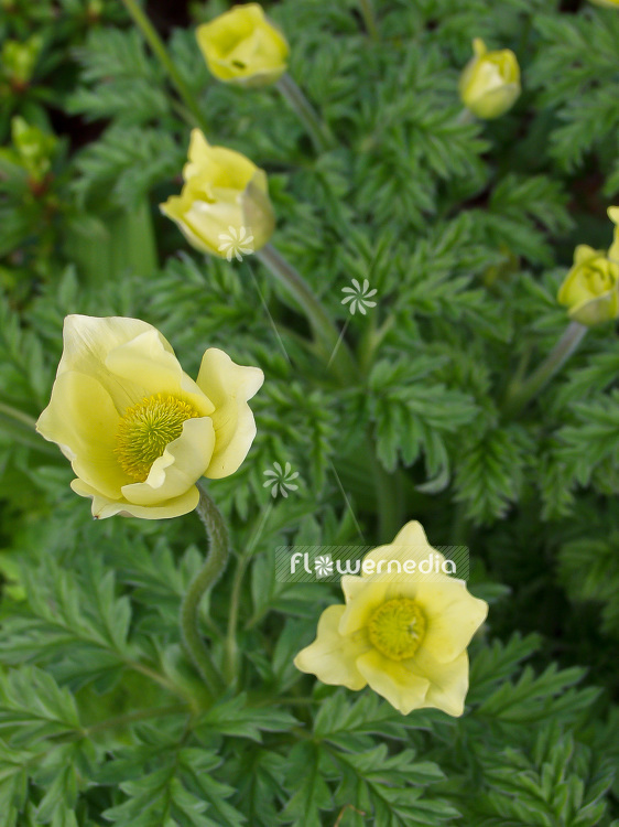 Pulsatilla alpina ssp. sulphurea - Alpine pasqueflower (101624)