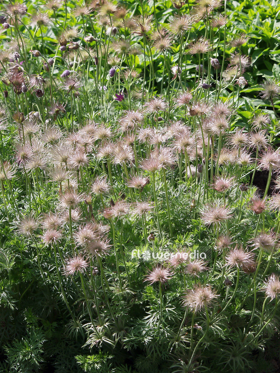 Pulsatilla vulgaris - Pasque flower (101625)