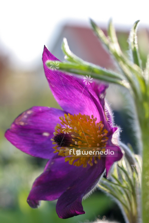 Pulsatilla vulgaris - Pasque flower (104528)