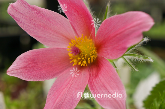 Pulsatilla vulgaris - Pasque flower (104531)