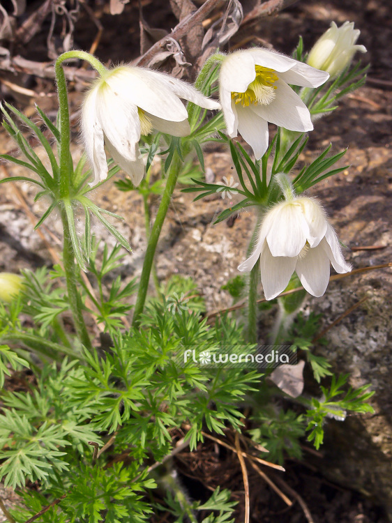 Pulsatilla vulgaris 'Alba' - White pasque flower (101626)