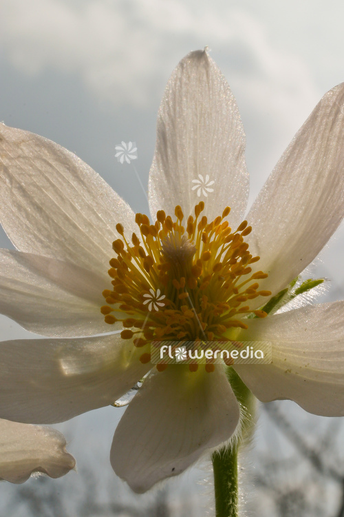 Pulsatilla vulgaris 'Alba' - White pasque flower (104533)