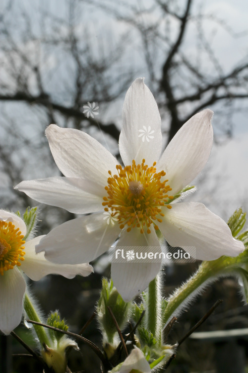 Pulsatilla vulgaris 'Alba' - White pasque flower (104534)