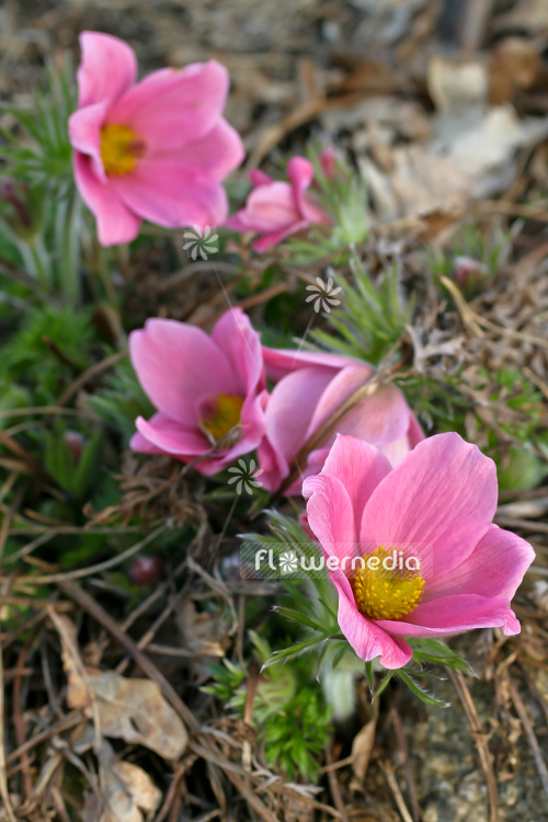 Pulsatilla vulgaris 'Papageno' - Fringed pasque flower (104535)