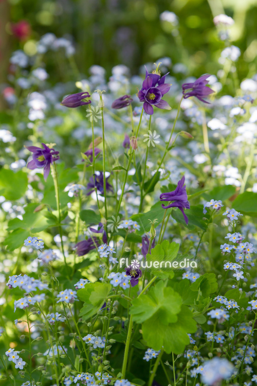 Purple flowering columbines (112710)