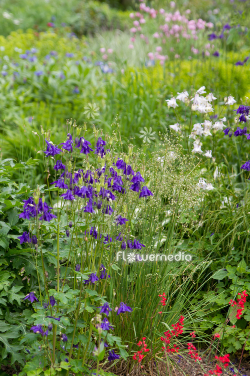 Purple flowering columbines (112717)