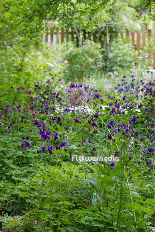 Purple flowering columbines (112720)