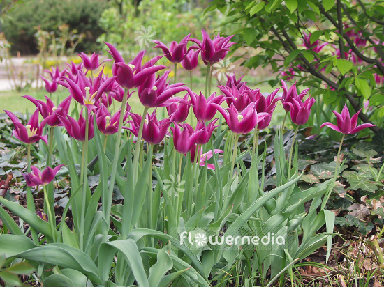 Purple tulips in bed and garden (106369)