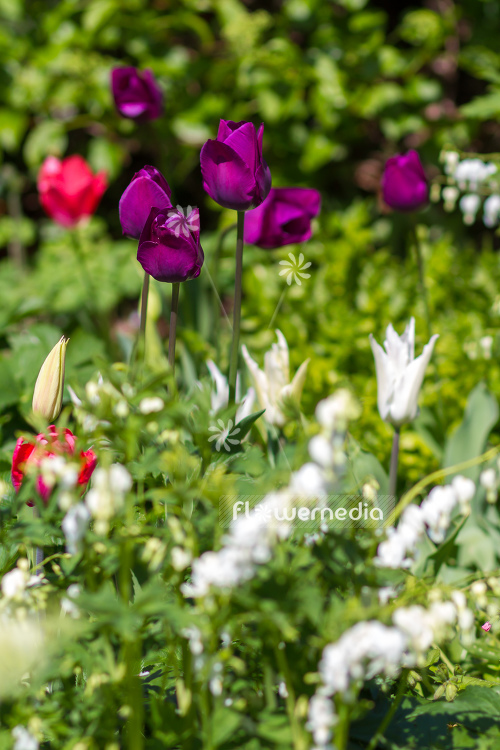 Purple tulips in bed and garden (106371)