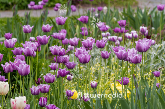 Purple tulips in bed and garden (106372)