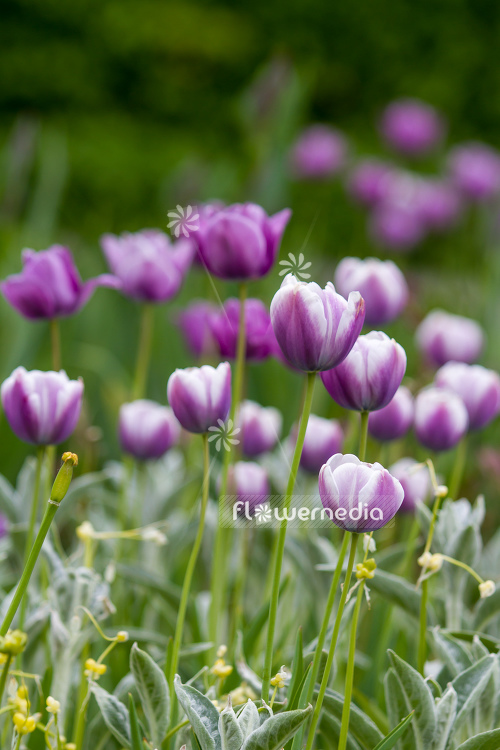 Purple tulips in bed and garden (106373)