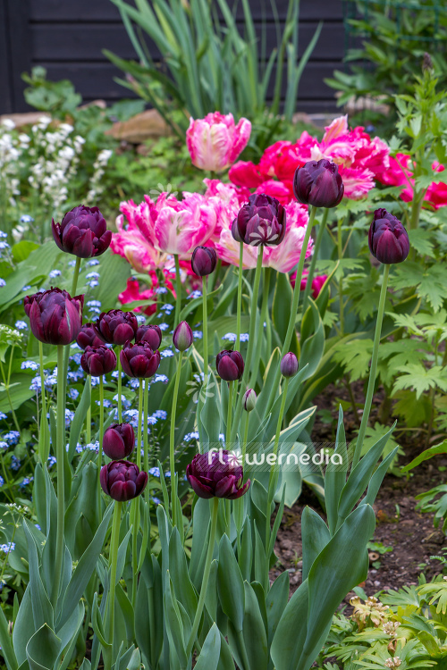 Purple tulips in bed and garden (106374)