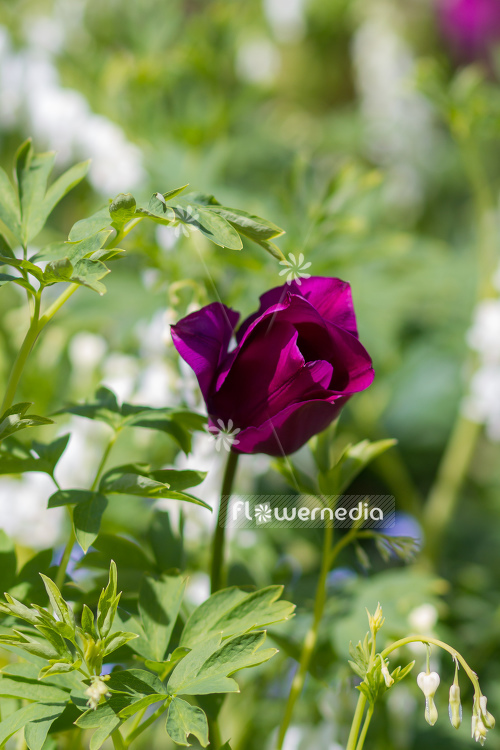purple-flowered Tulip (106370)