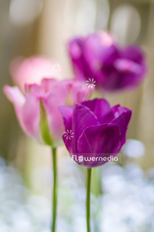 purple-flowered Tulip (106380)