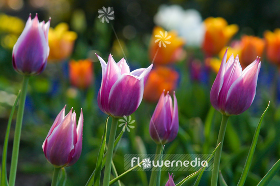 Purple-flowered Tulips (106375)