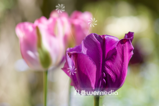 Purple-flowered Tulips (106377)
