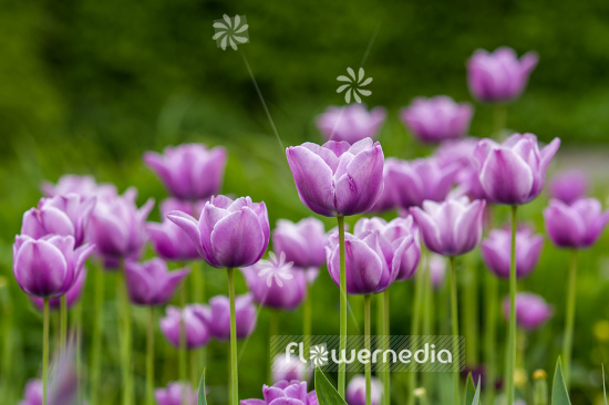 Purple-flowered Tulips (106378)